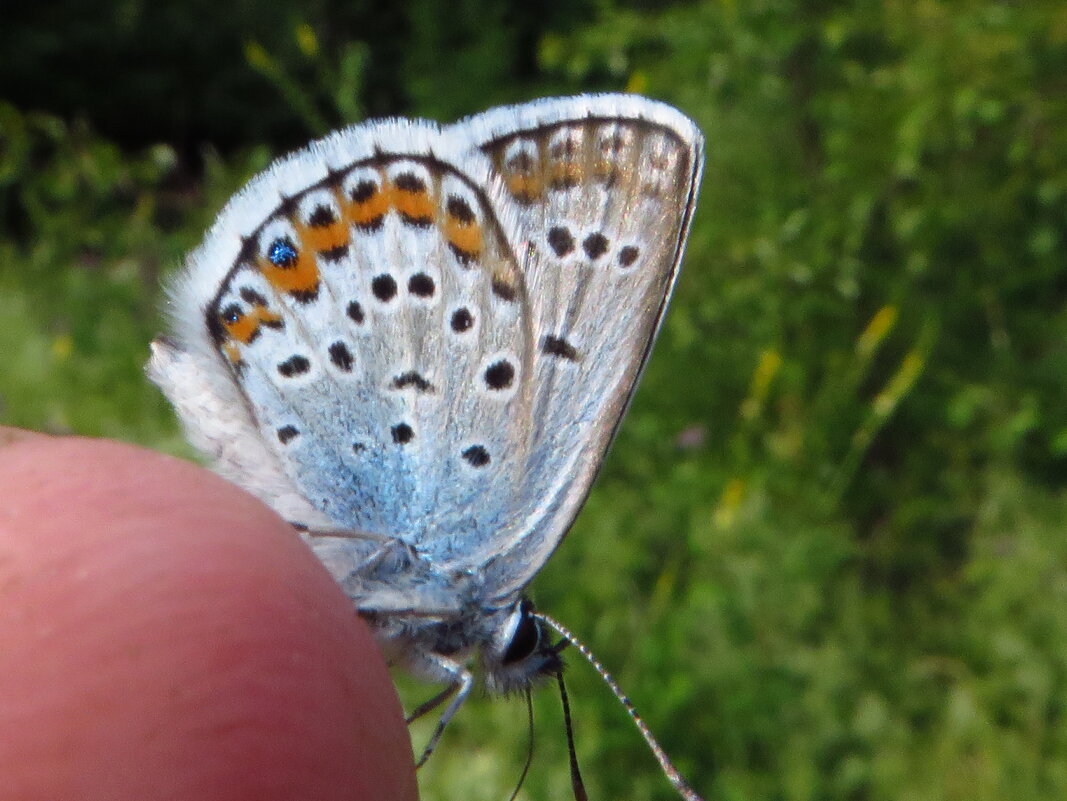 Синявець Аргус (Plebejus argus) — вид денних метеликів родини Синявцеві (Lycaenidae). - Ivan Vodonos