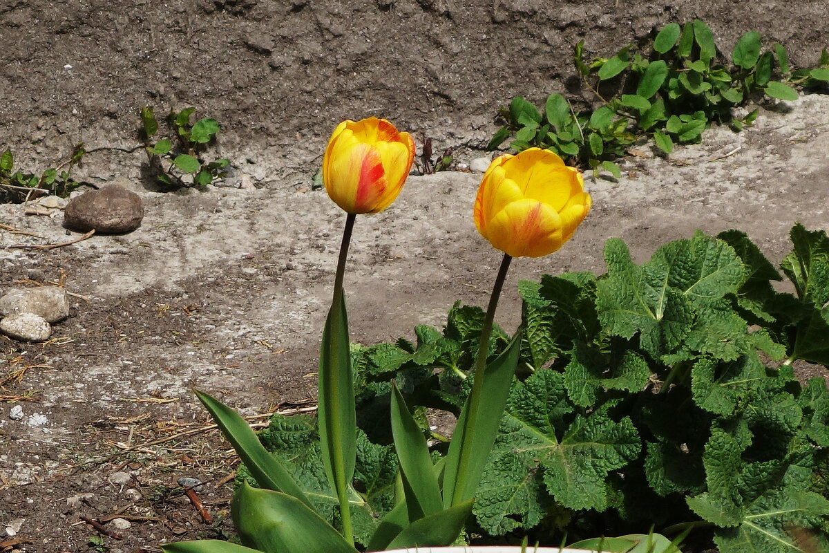 Первые тюльпаны - Маргарита Батырева