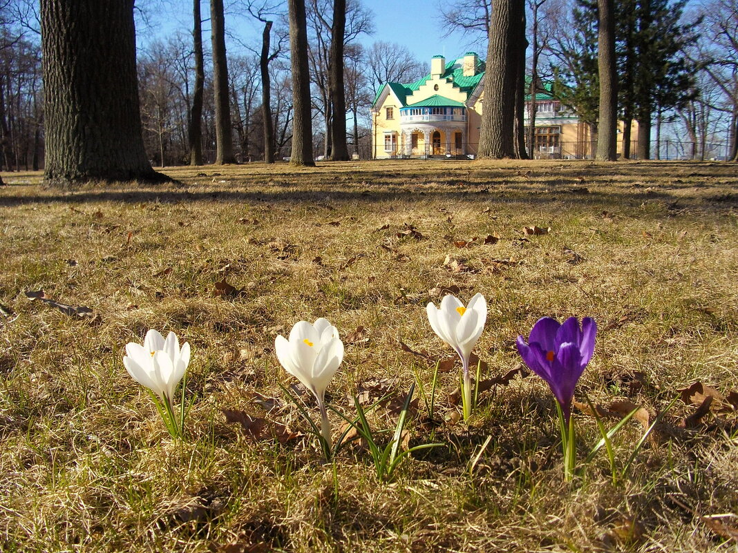 Весна пришла, природа ожила всем на радость! - Лия ☼