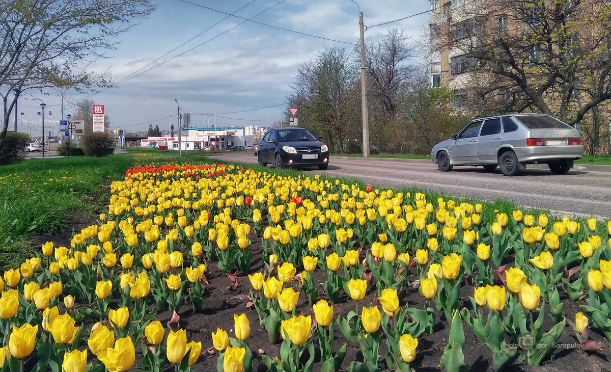 На Белгородских улицах зацвели тюльпаны - Игорь Сарапулов