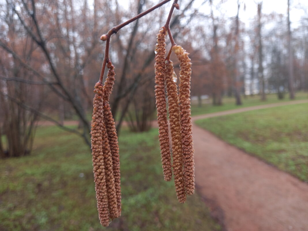 Орешник - Сапсан 