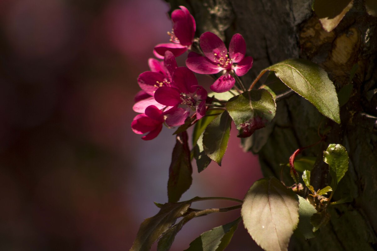 яблони в цвету - Sergey K