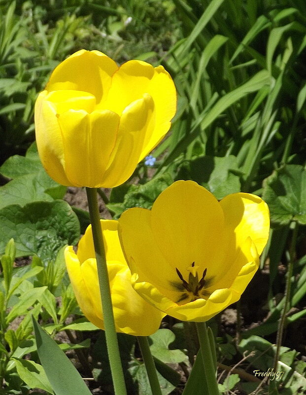 Тюльпаны жёлтые – не вестники разлуки,  а дети солнечного света и весны. - Freddy 97