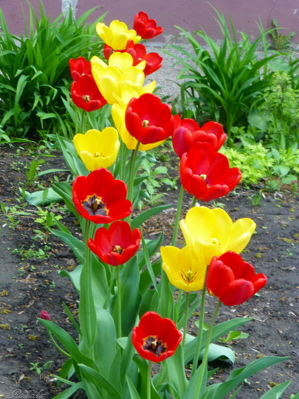 Расцвели тюльпаны к празднику - Raduzka (Надежда Веркина)