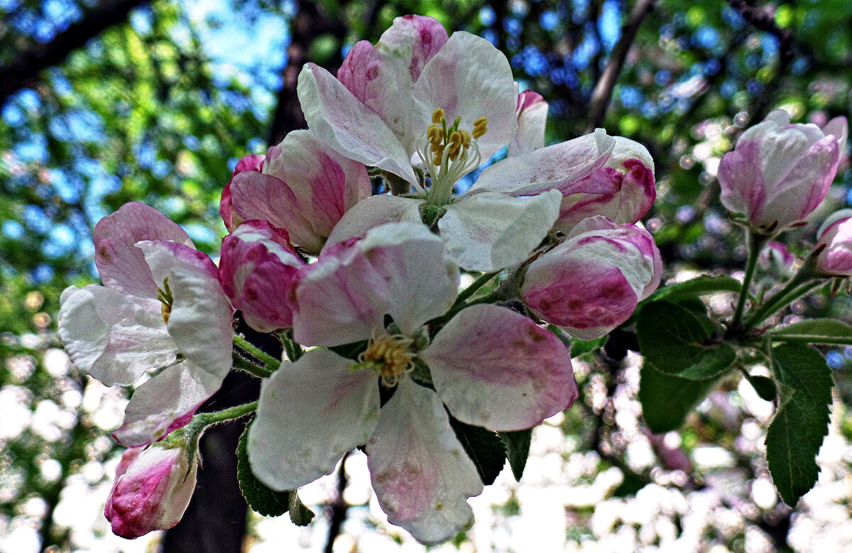 Яблоня цветет. - Марина Харченкова