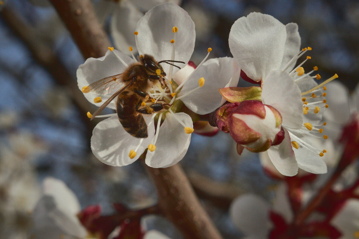 Пчелиная работа - Женя Лузгин