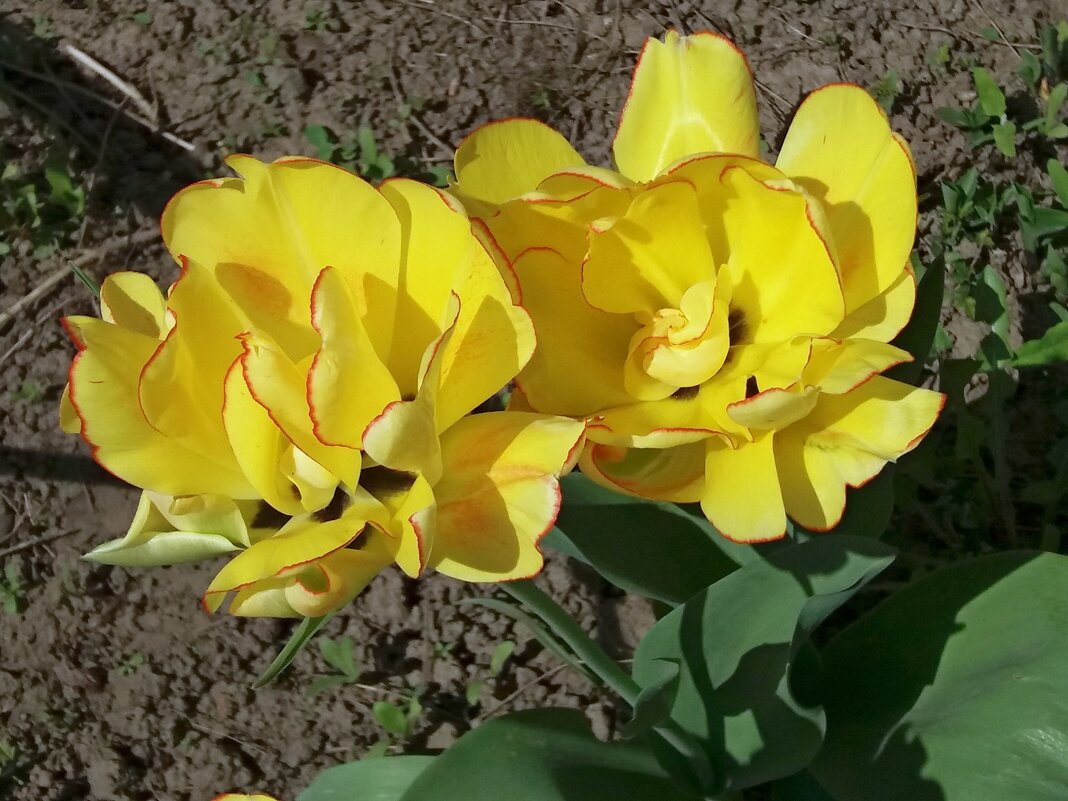 Желтые тюльпаны - Galina Solovova
