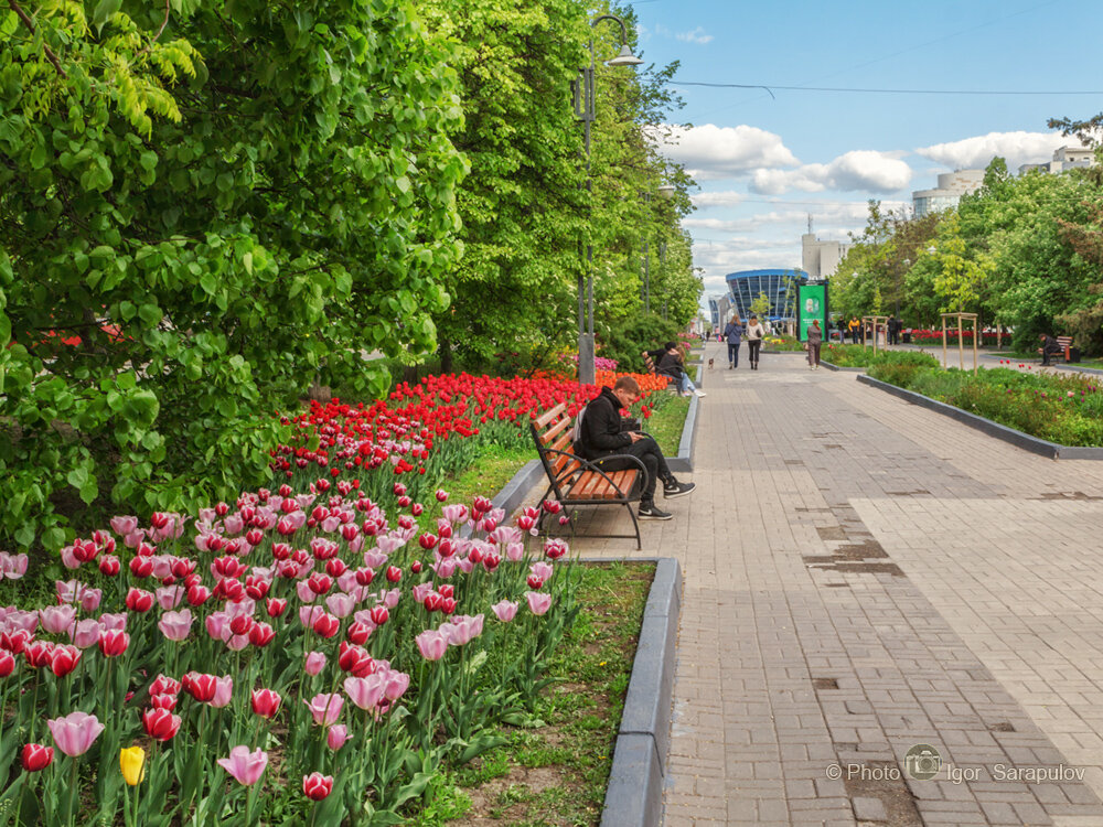 Тюльпановые улицы Белгорода - Игорь Сарапулов