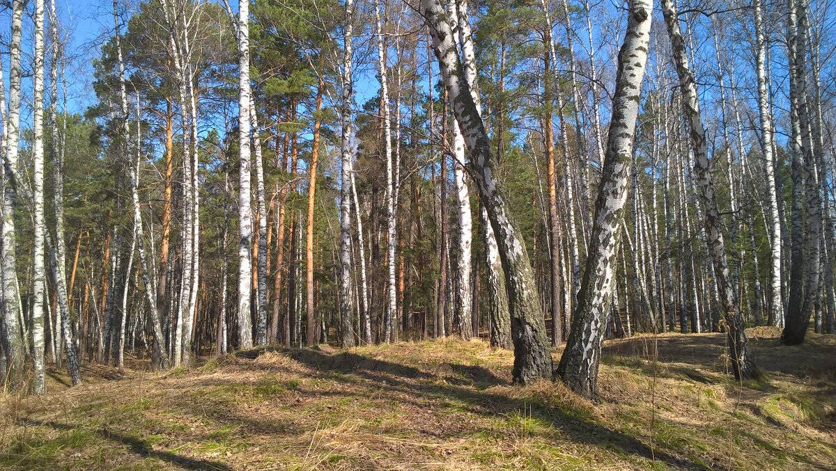 Весенний лес - Андрей Аксенов