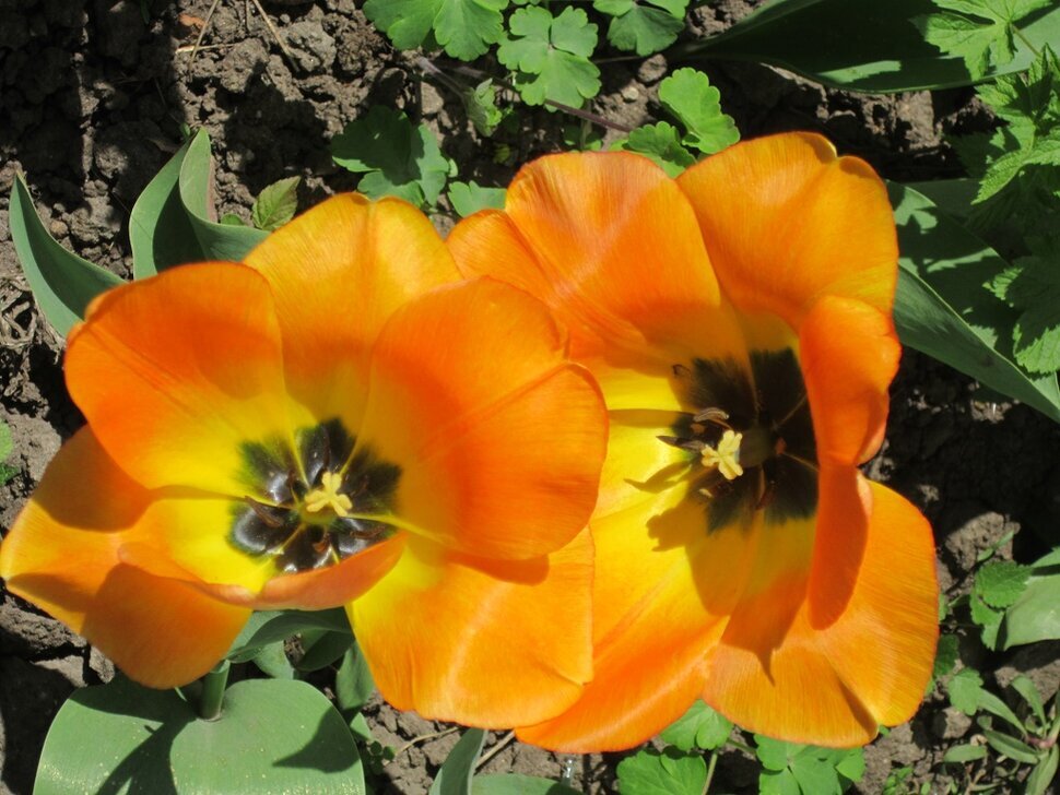 Два оранжевых тюльпана - Дмитрий Никитин