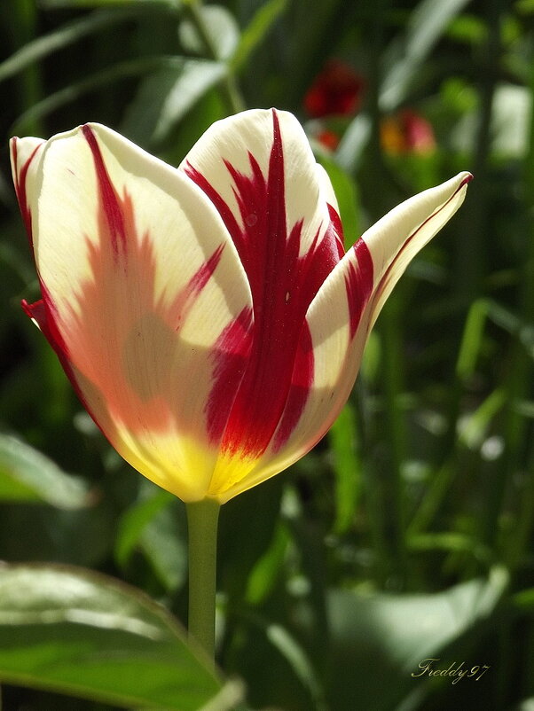Какая прелесть — цвет тюльпана. - Freddy 97