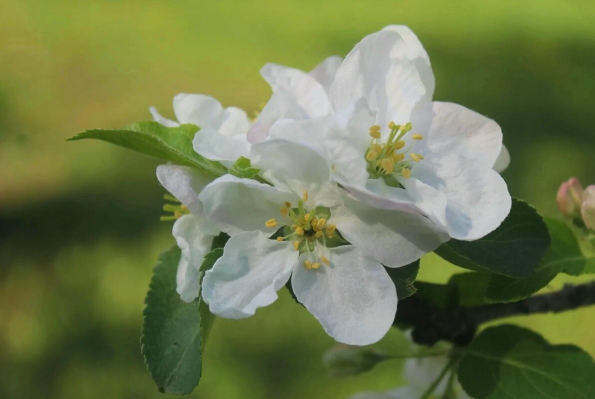 Яблони в цвету - Горкун Ольга Николаевна 