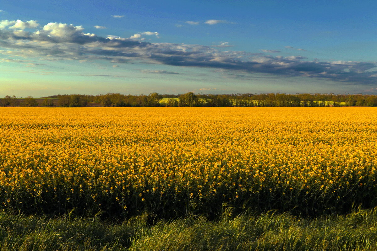 Желтое поле синее небо - M Marikfoto