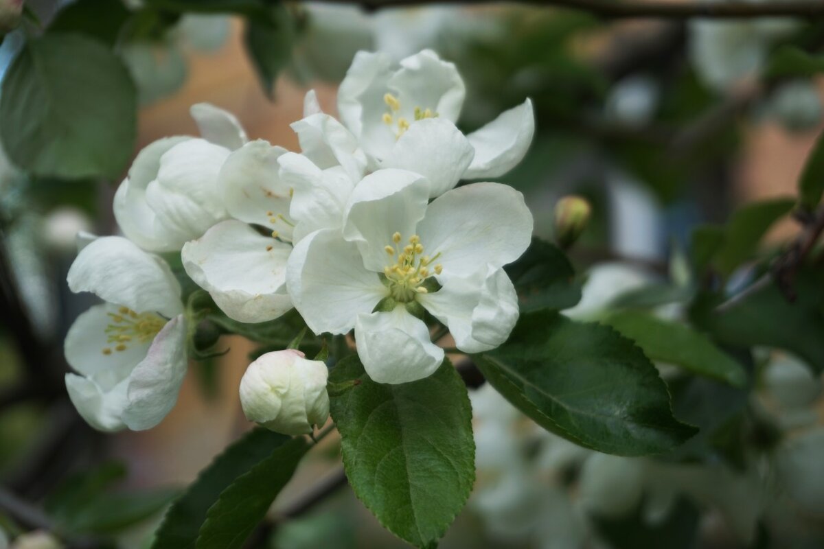 яблони в цвету - Ирина ***