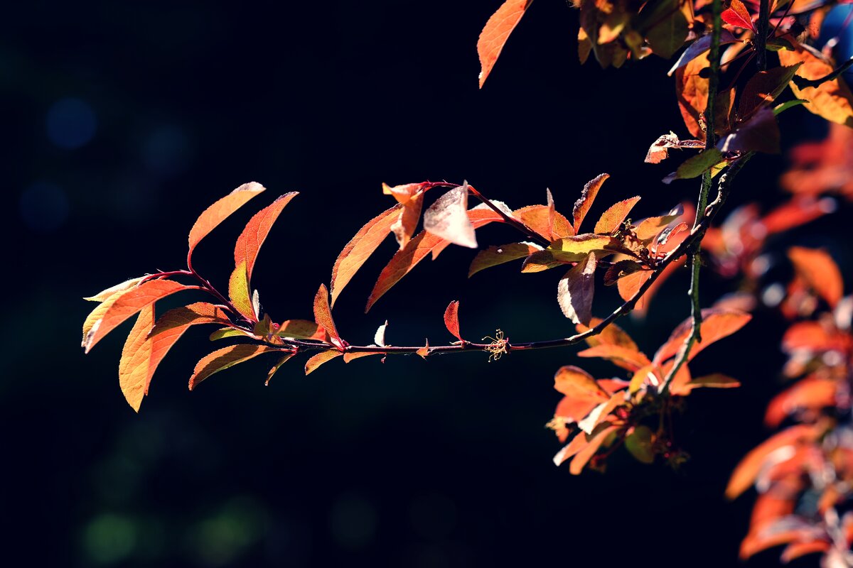 Prunus cerasifera "Pissardii" Декоративная слива в лучах солнца - wea *