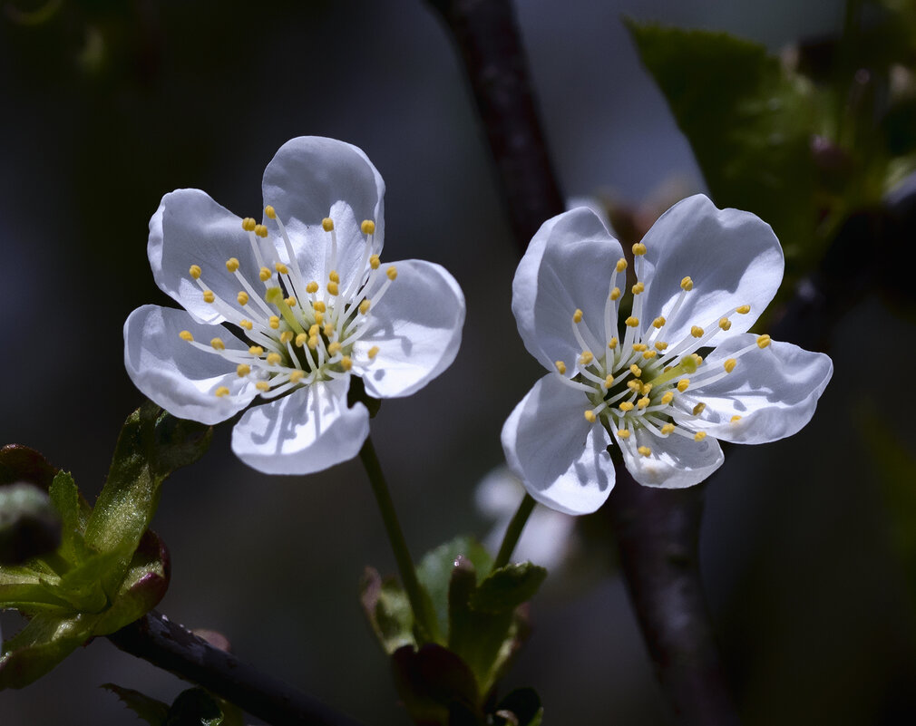 цветение вишни - Zinovi Seniak