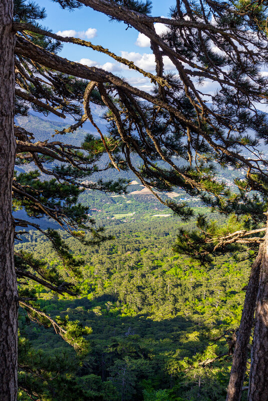Вид на реликтовые сосны при подъёме на гору Ай-Петри - ARCHANGEL 7
