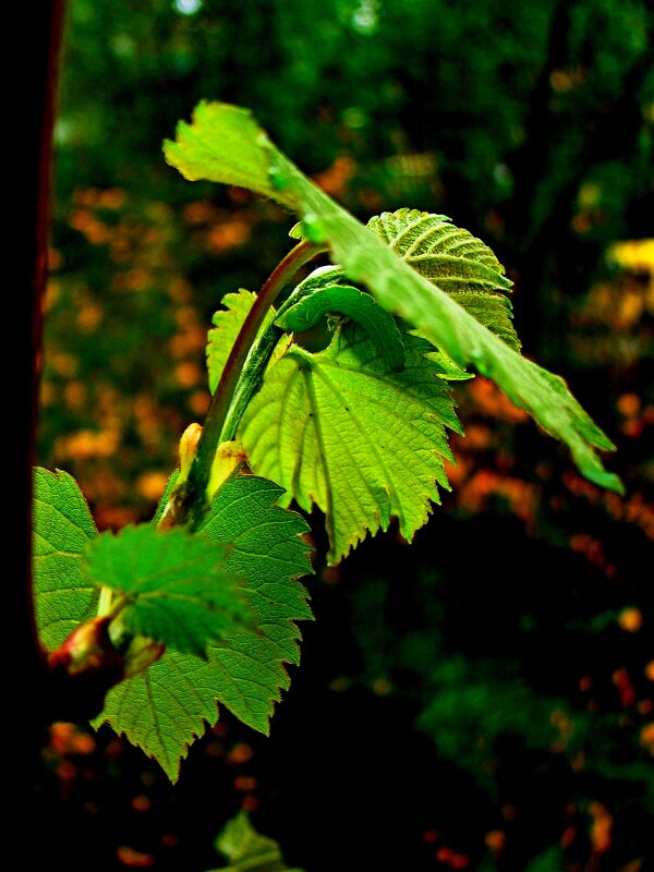Листья  винограда " Изабелла"!)) - Евгений 
