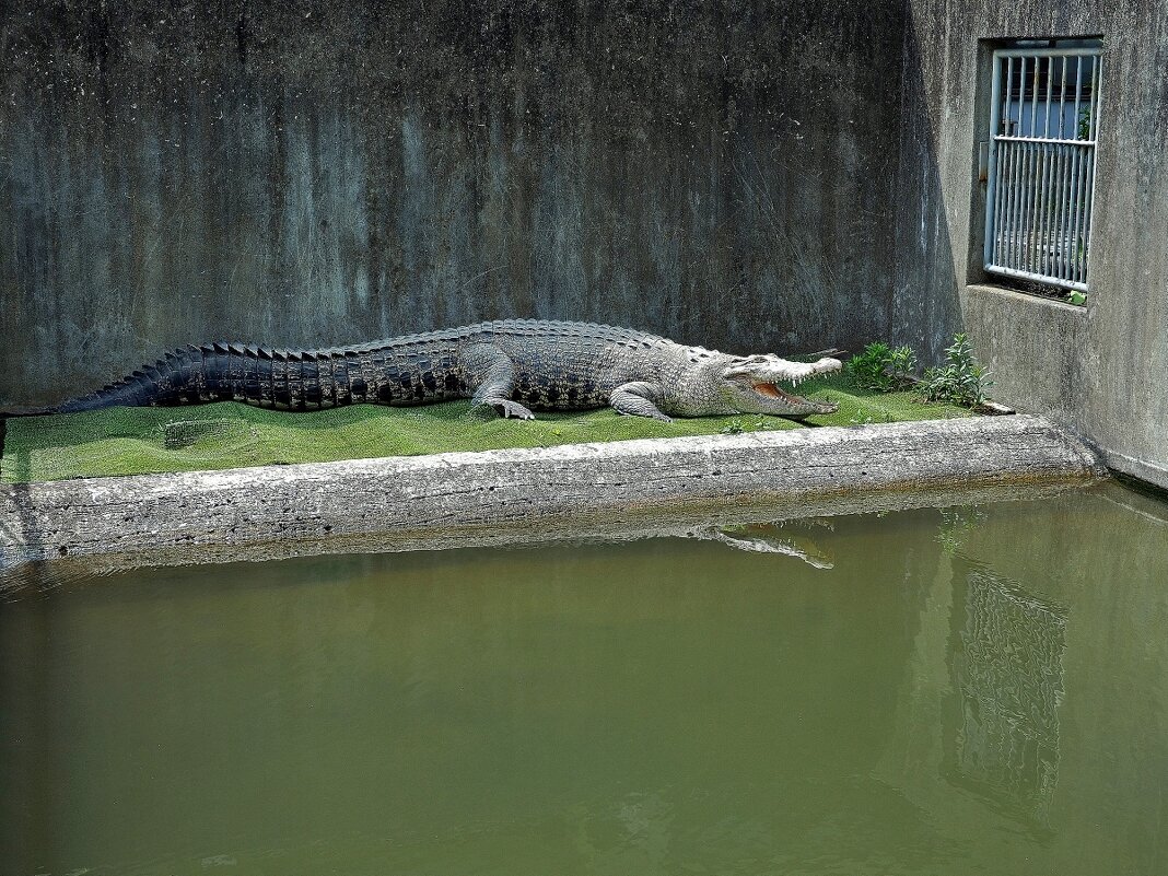 Беппу Япония. Крокодиловая ферма в горячих источниках - wea *