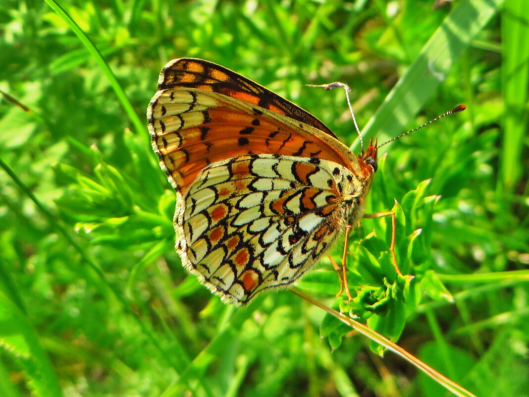 Рябець Феба (Melitaea phoebe) — вид денних метеликів родини сонцевиків (Nymphalidae). - Ivan Vodonos