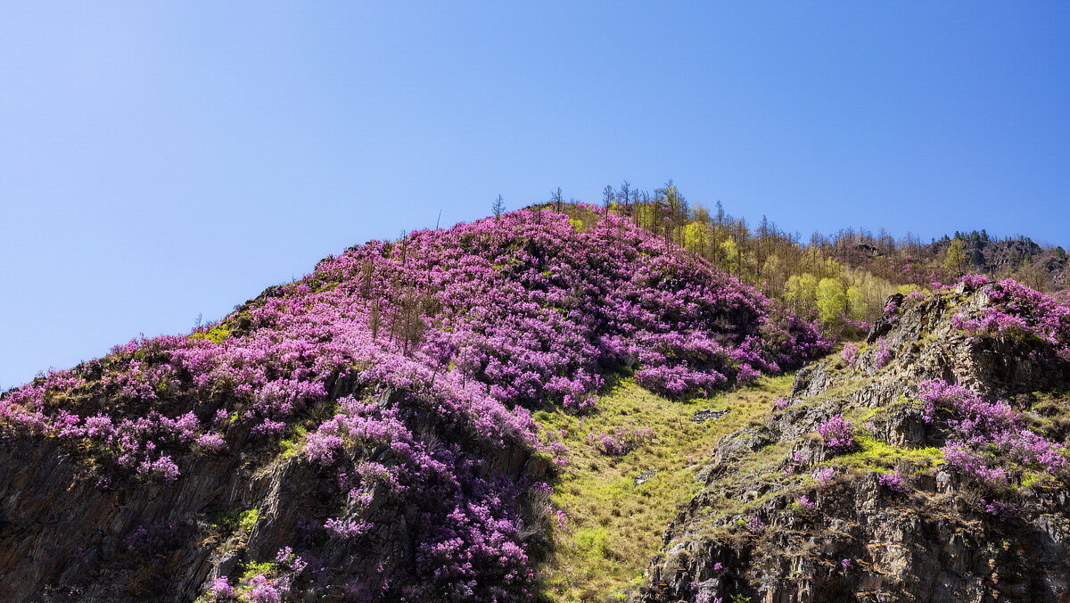 Алтайский край цветение маральника