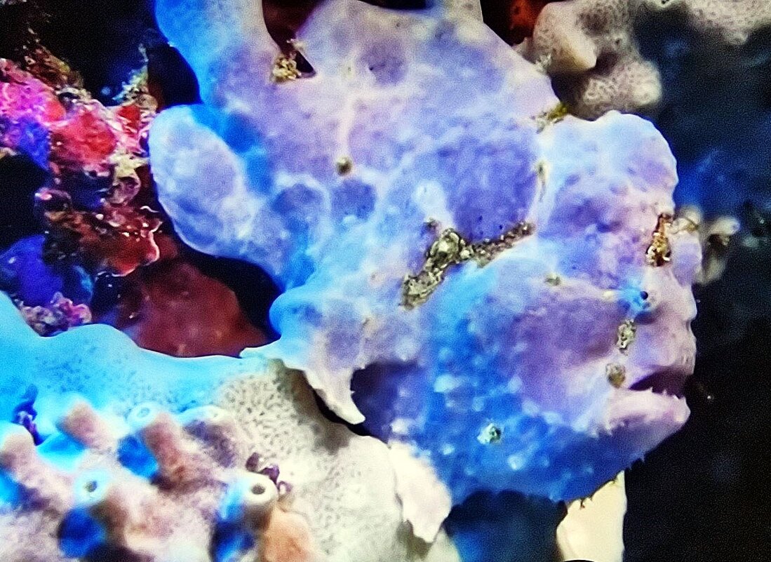 флора и фауна коралловых рифов, рыба-лягушка - Александр Корчемный