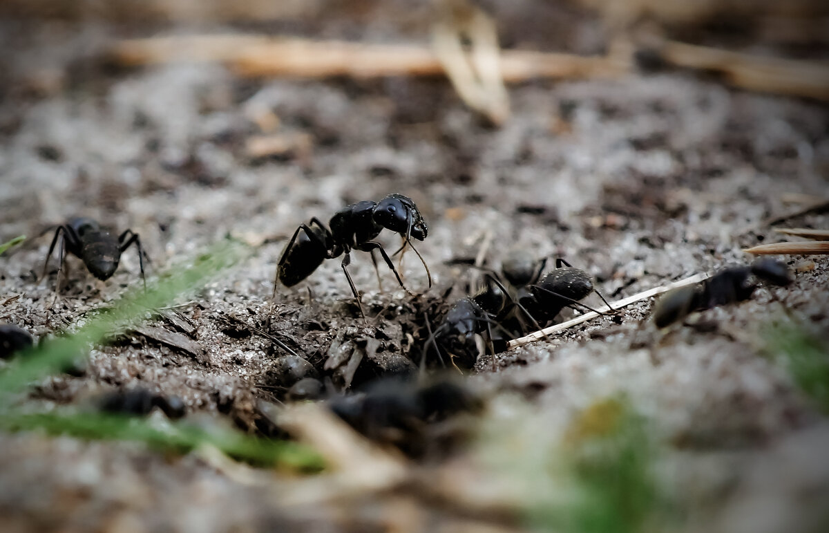 Чёрный садовый муравей - Сергей Царёв