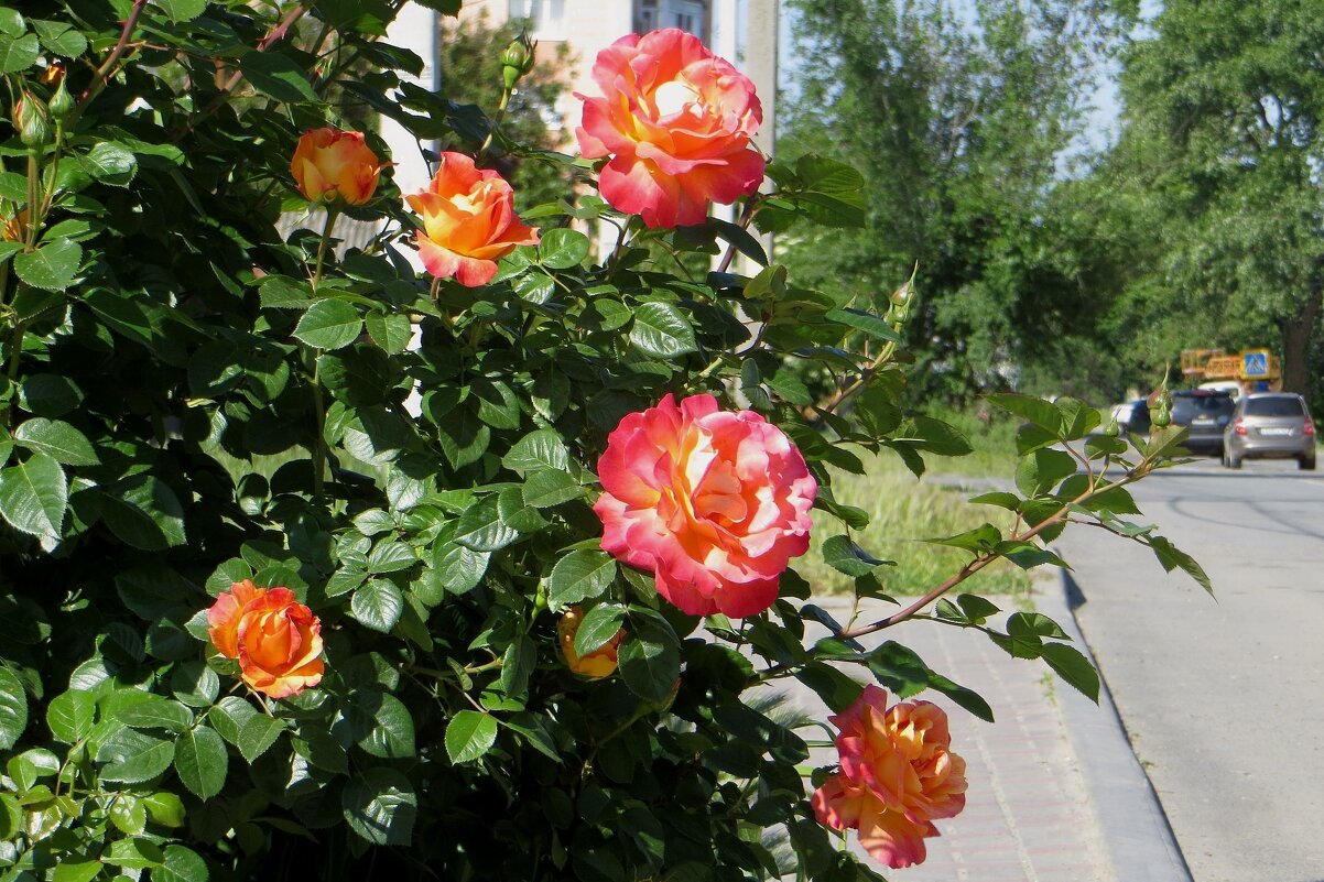 Розы пахнут летом - Татьяна Смоляниченко