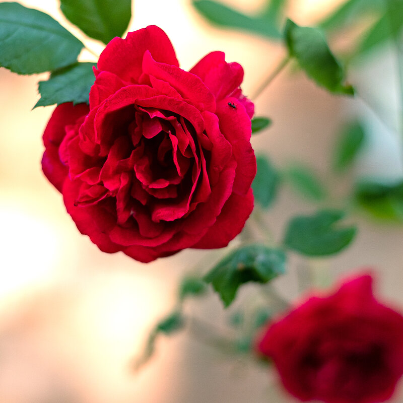 цветок розы - Вадим Федотов 
