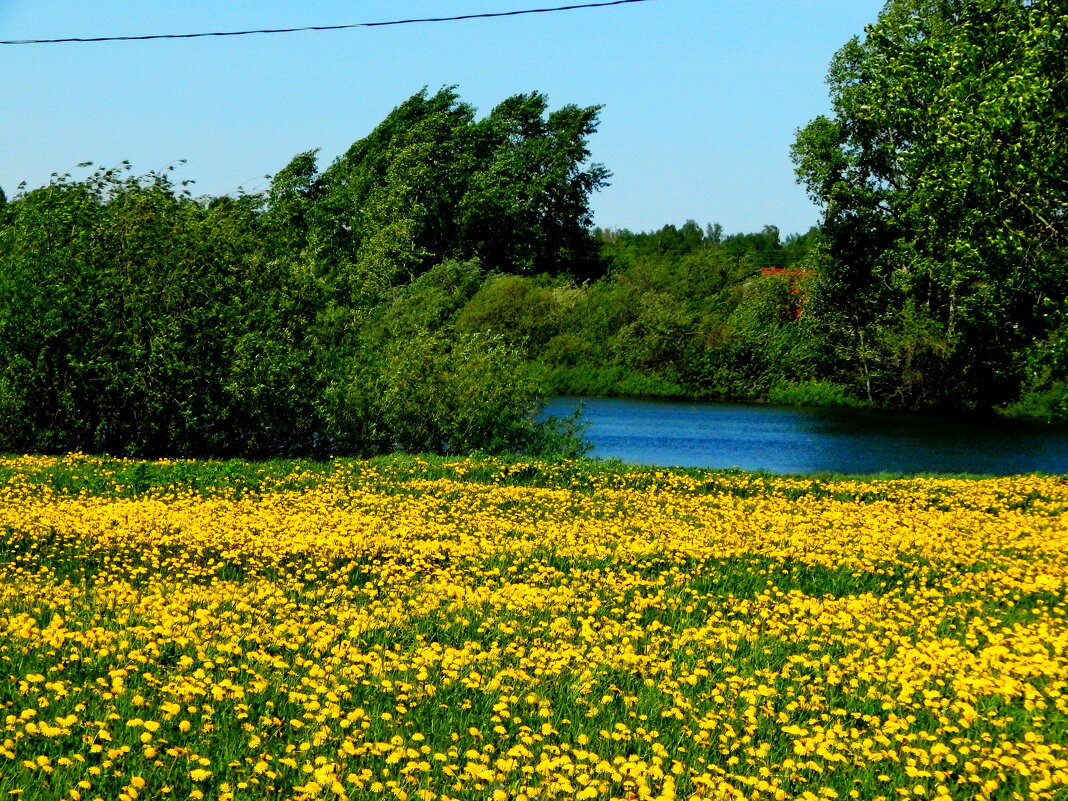 Желтая поляна - ГПОУ ПСТ Фотокружок