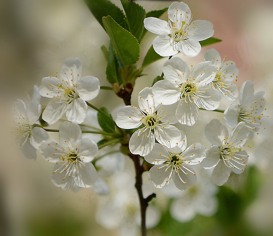 Любимый месяц май в цветении вишни белоснежной... - Ольга Русанова (olg-rusanowa2010)