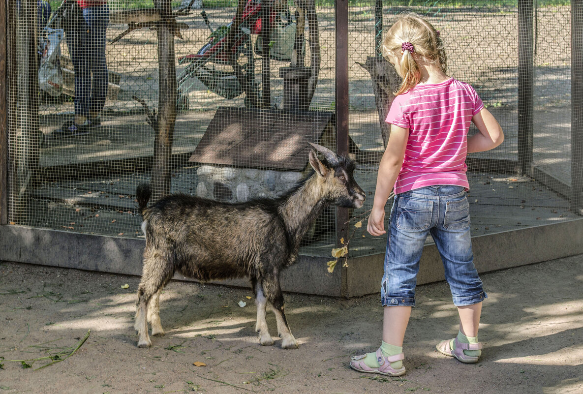 Козлик из контактного зоопарка ресторана "Карл т Фридрих" в СПБ дружит с детьми - Стальбаум Юрий 