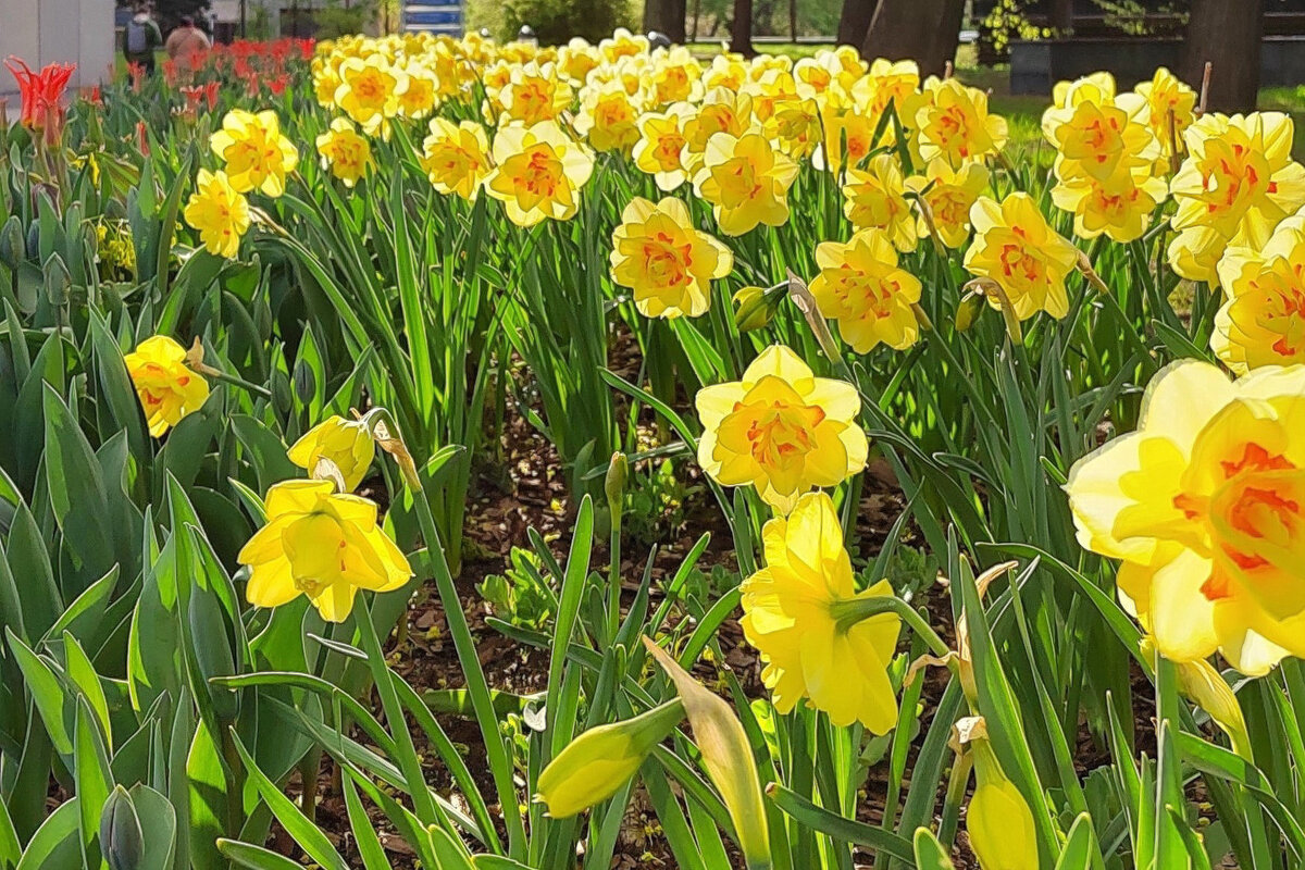 Цветы  мая - Фотогруппа Весна