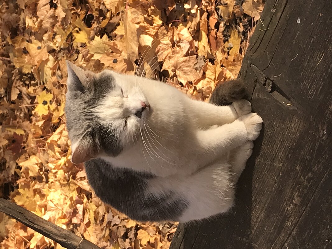 Осенний котэ - Ольга 
