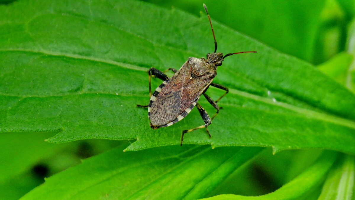 Ceraleptus gracilicornis - Ivan Vodonos