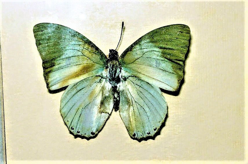 на выставке бабочек бабочки были не только живые - Елена Шаламова
