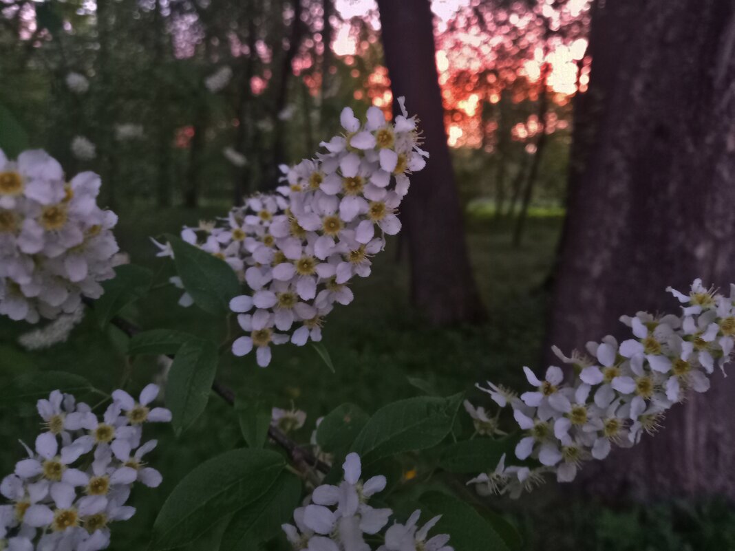 Черёмуха - Сапсан 