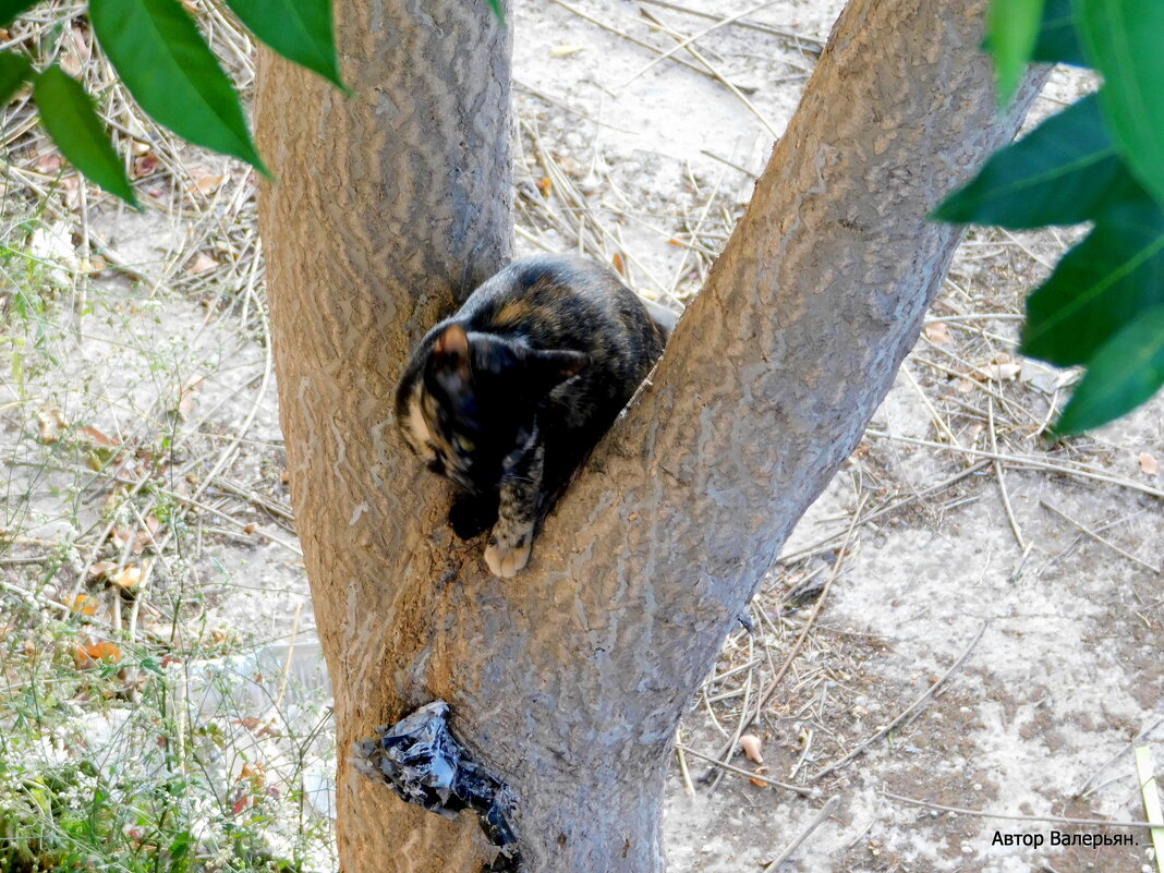 Котёнок на дереве. - Валерьян Запорожченко