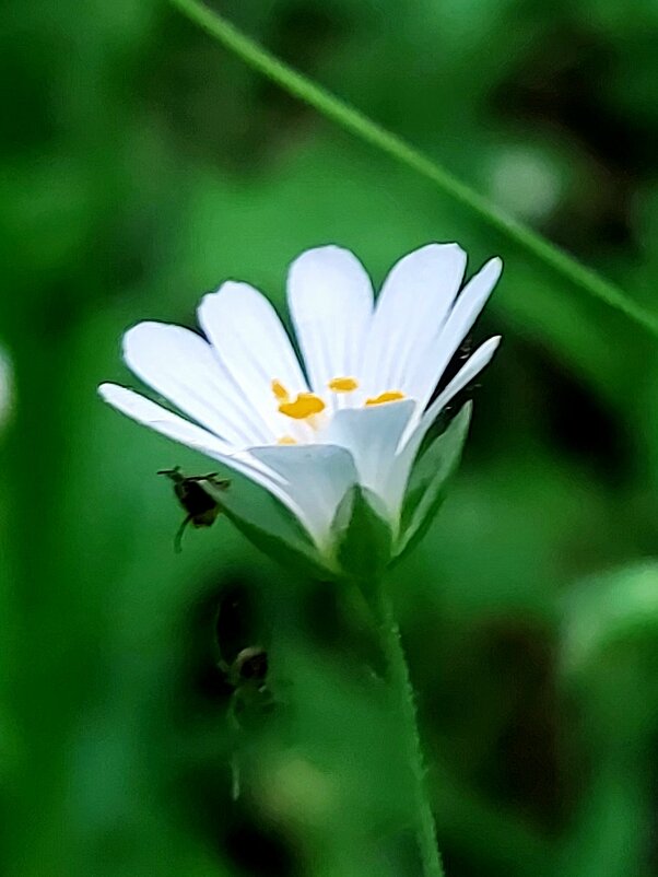 Весенний цветок - Светлана Фролова