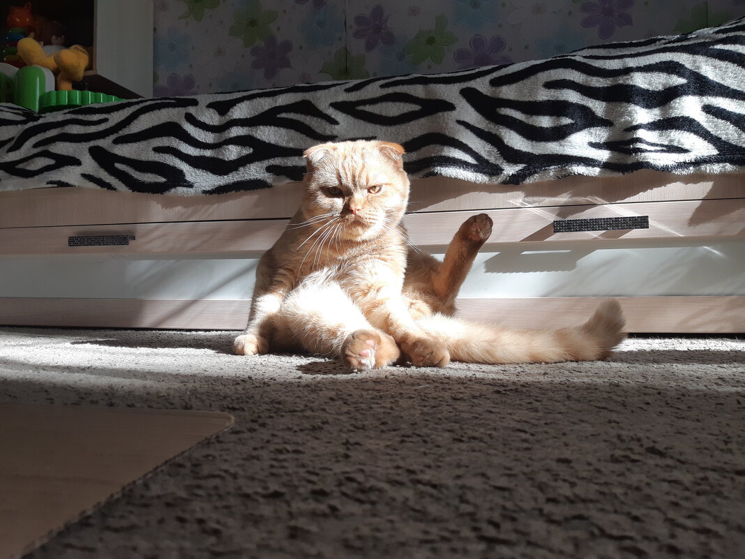 Солнечный кот - Евгения 