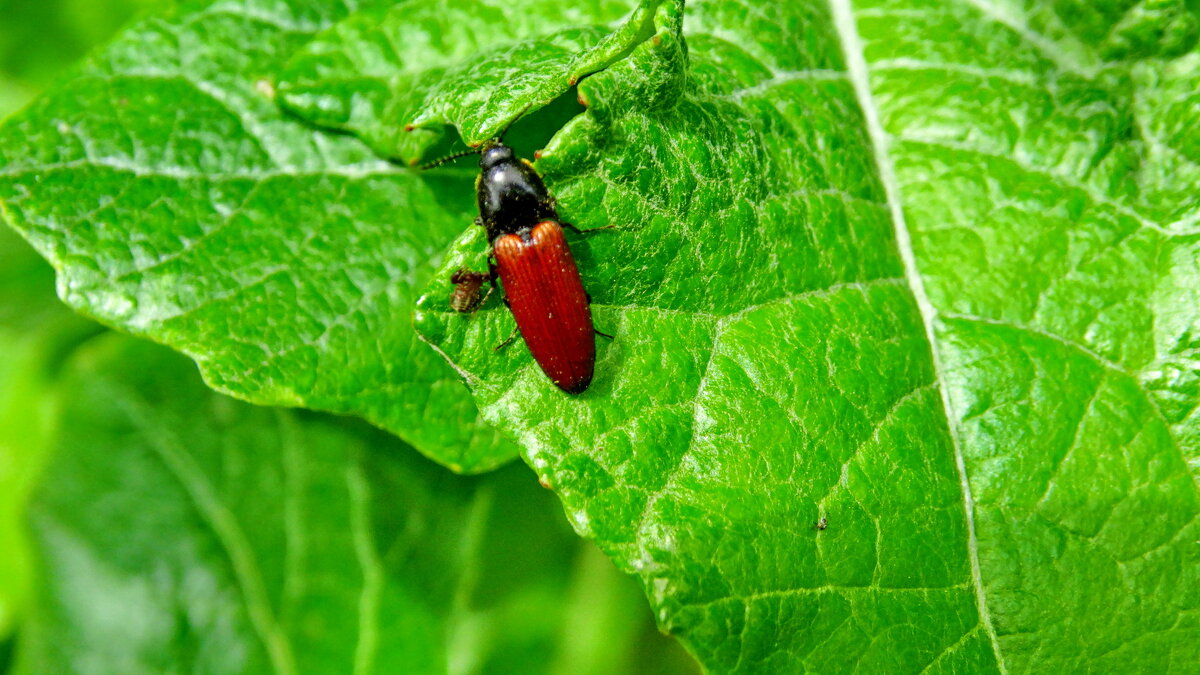 Більшість коваликів невеликі або середнього розміру жуки (до 2 сМ. - Ivan Vodonos