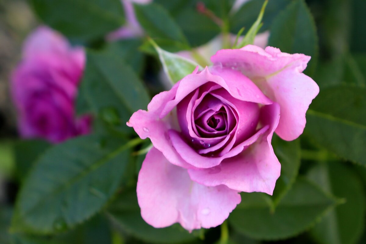 Роза цвета фиолет - Юрий. Шмаков