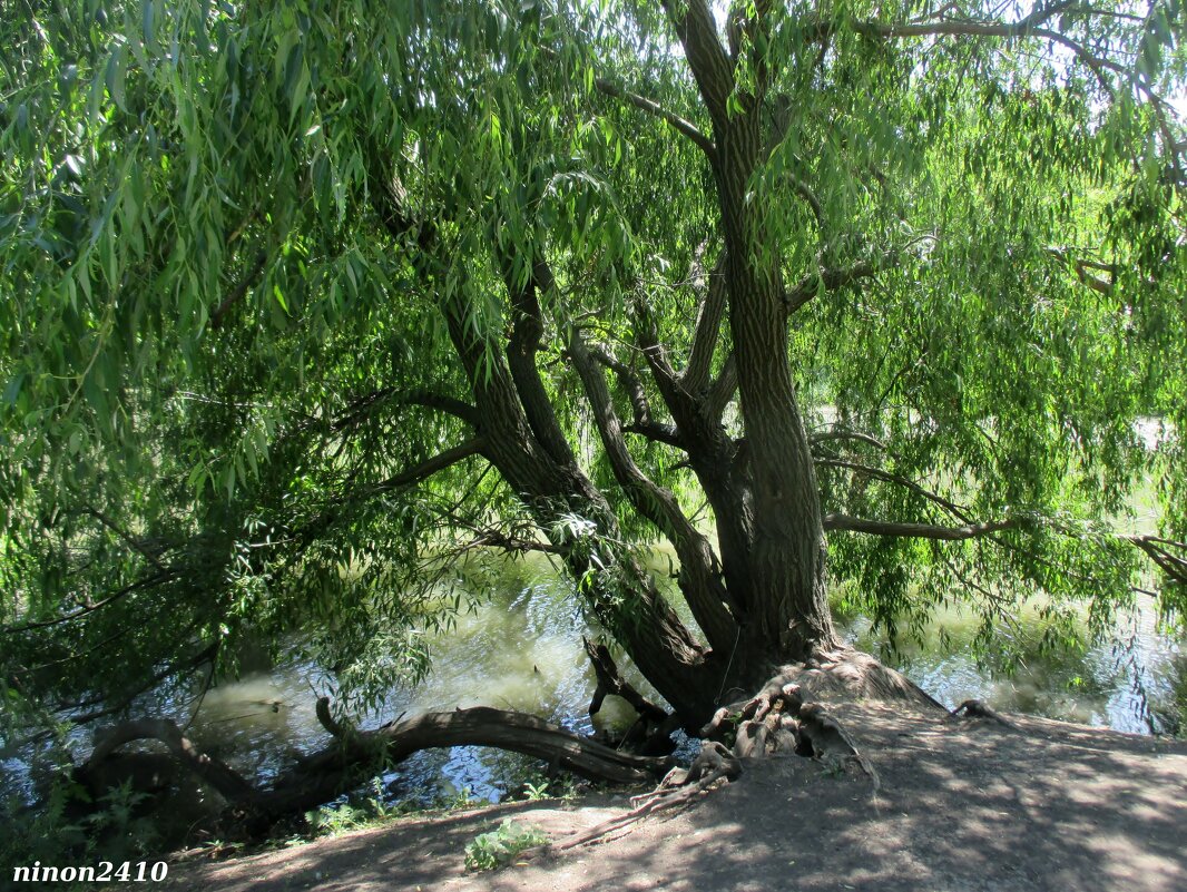 Старое дерево у реки - Нина Бутко