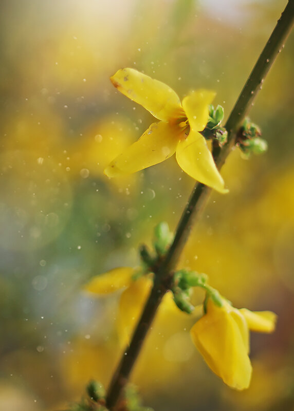 Нежный цветок форзиции - Olga Kaynova