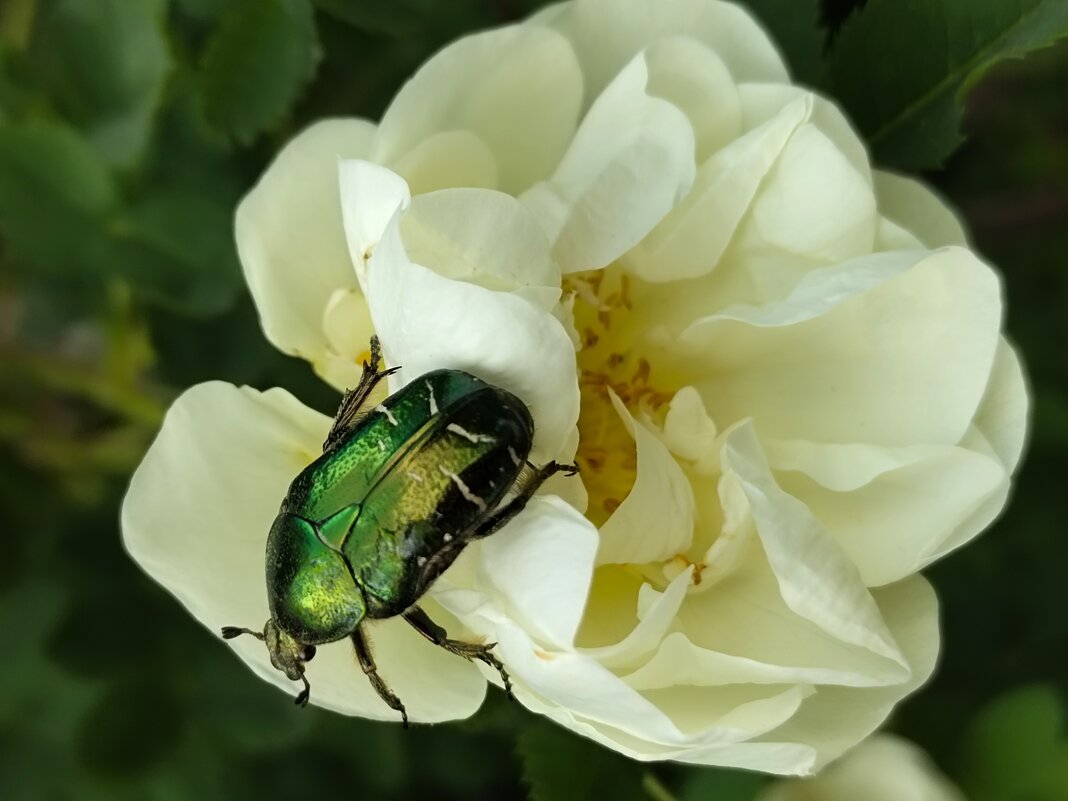 Зелёный жук - Юлия 