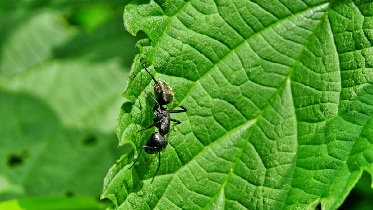 Бурий лісний мураха - Formica fusca. - Ivan Vodonos