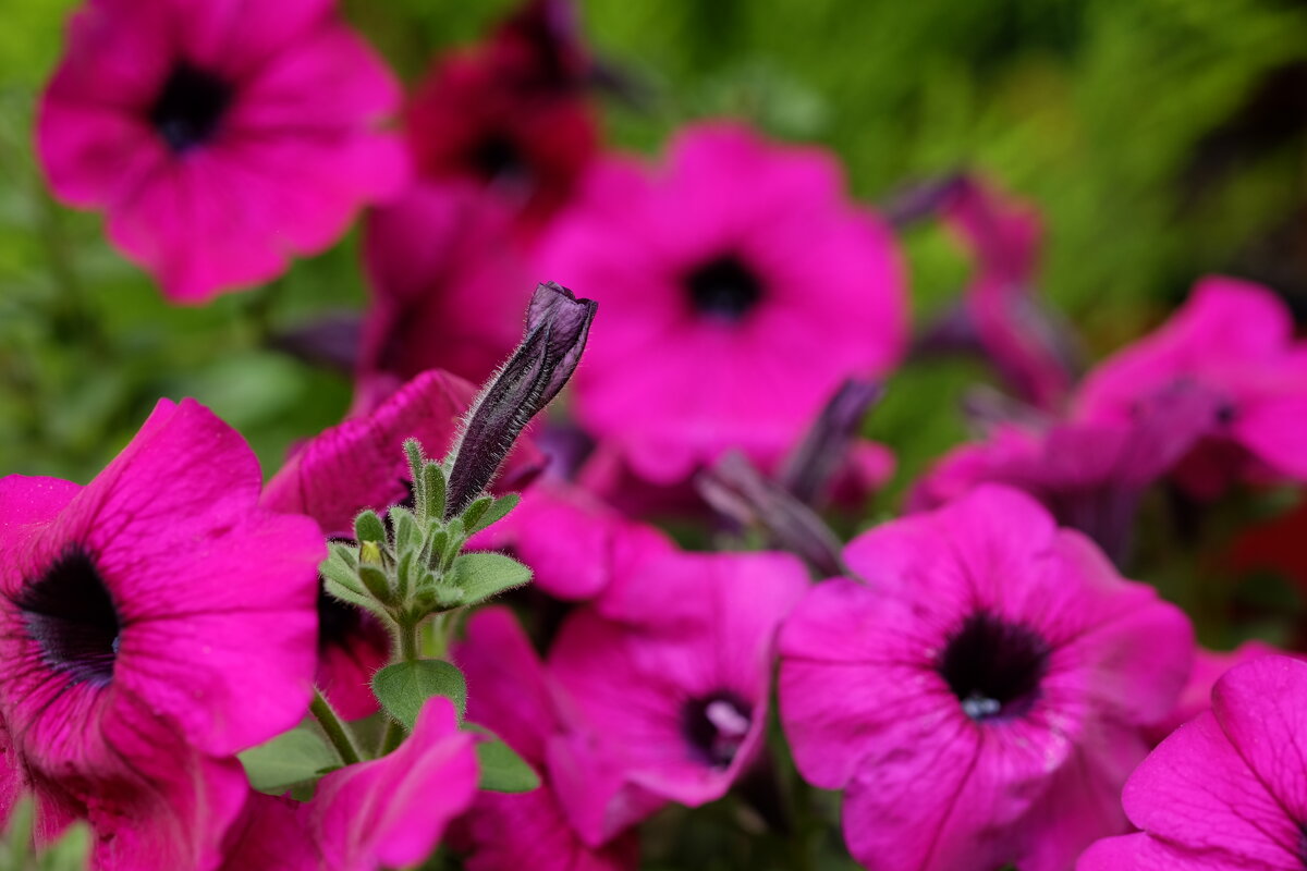 Цветы в интерьере Петуния - wea *