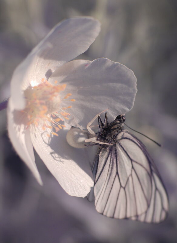 "Гостеприимство" хозяйки белого цветка - Владилен Панченко