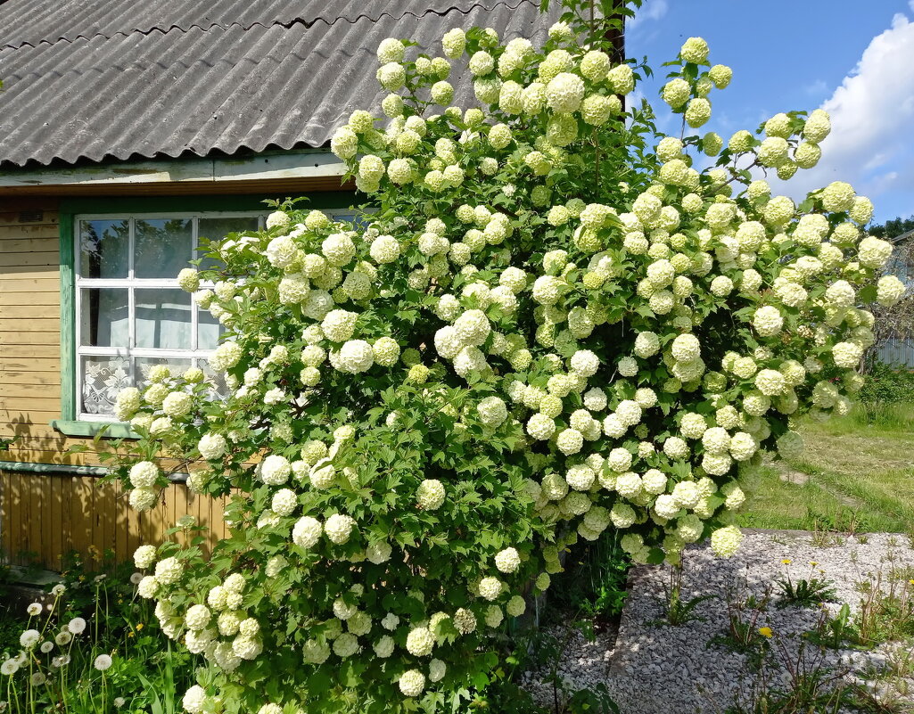 Картинка калина бульденеж фото