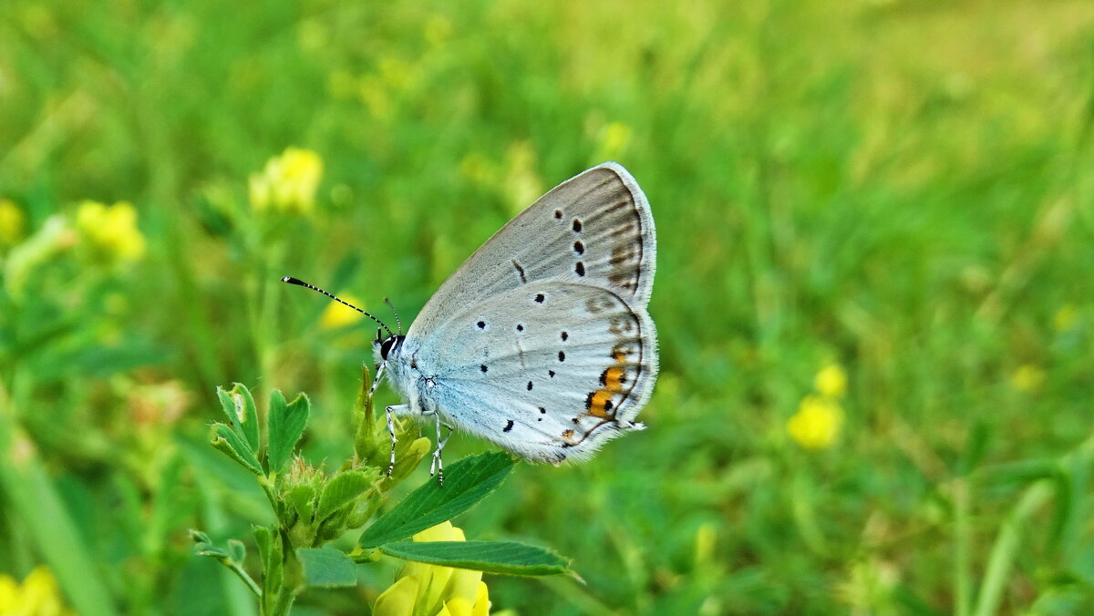 Синявець Альцет (Cupido alcetas) — вид денних метеликів родини Синявцеві (Lycaenidae). - Ivan Vodonos